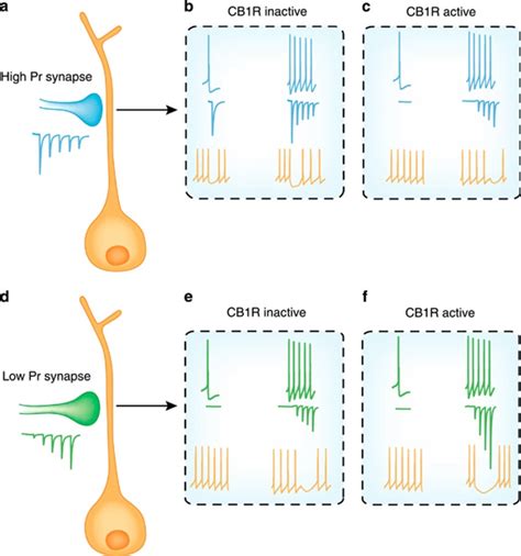 CB1 Receptor Signaling in the Brain: Extracting Specificity from .
